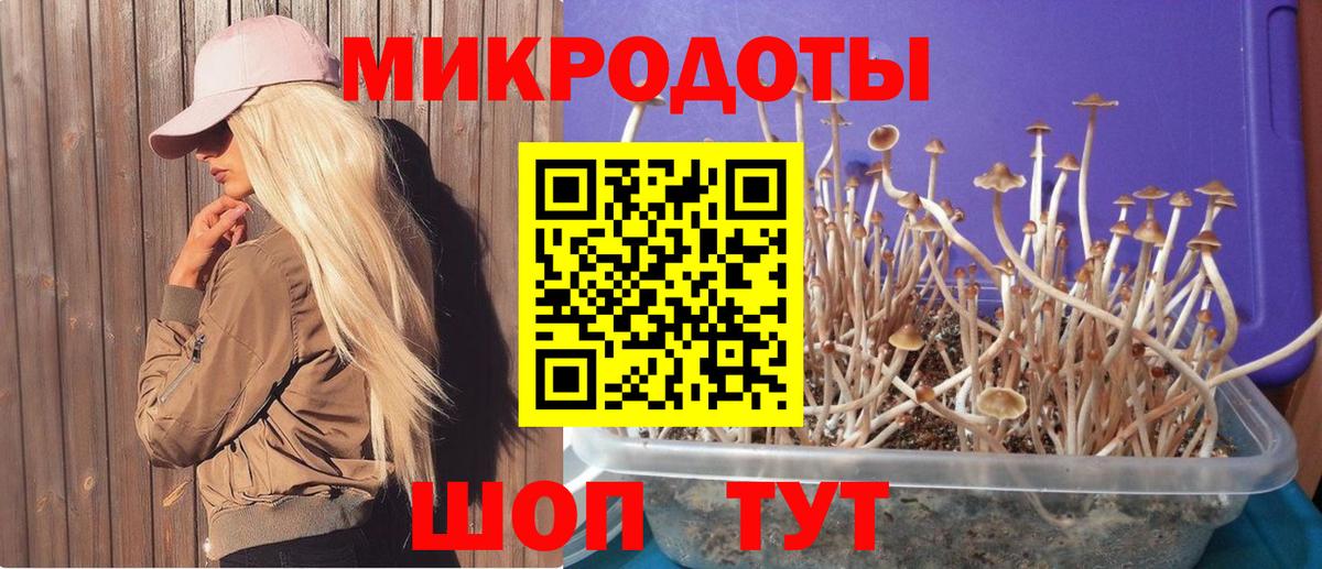 Галлюциногенные грибы Cubensis Пятигорск